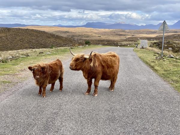 Scotland Hidden Wildlife 